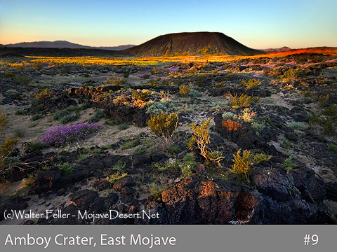 Amboy Crater in the spring wildflowers