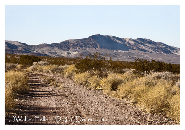 Road in Greenwater ghost town site