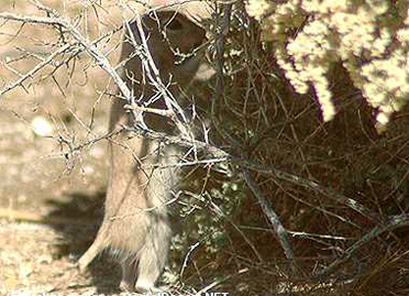 Round-tailed rat at Johua Tree National Park