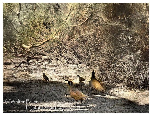 quail photo