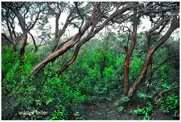 Manzanita - red bark and red berries