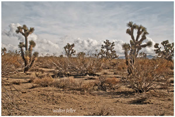 The Dirk pear tree/Joshua tree