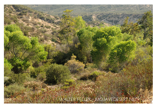 Crowder Canyon, Jedediah Smith's second trip through the Mojave