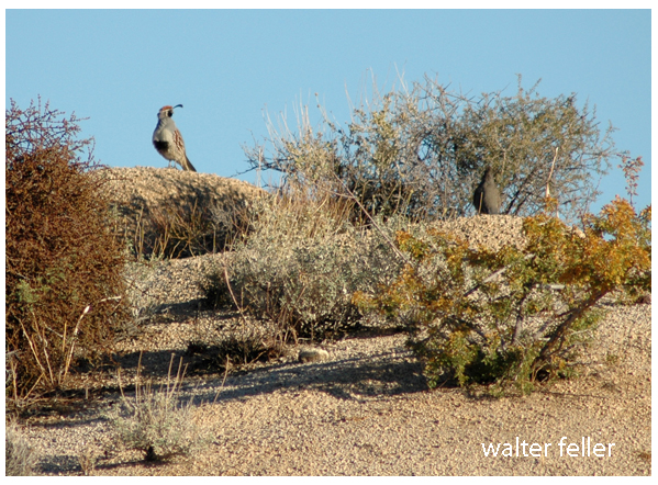 Photo of quail