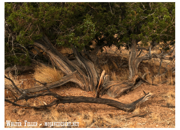 Juniper was used as material for making bows