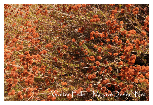 California buckwheat, Mojave Desert plants