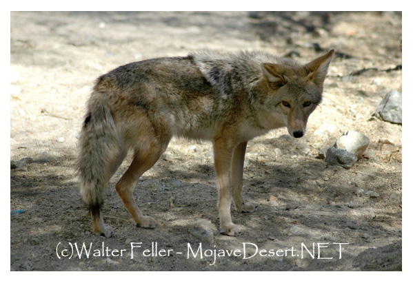 photo of coyote