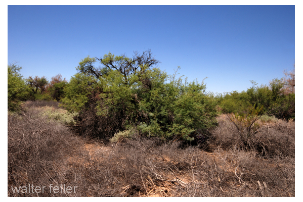 Mesquite trees in bosque