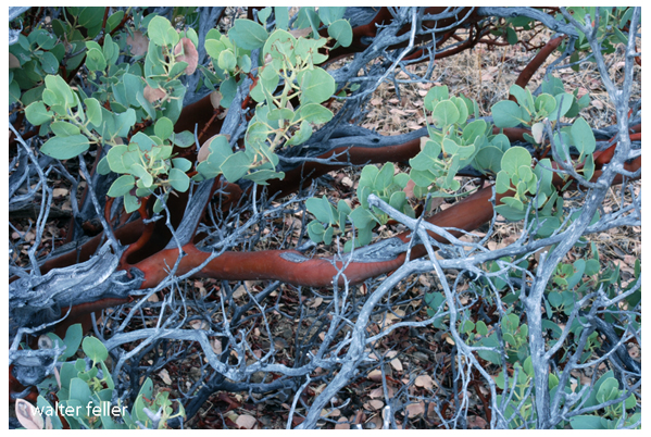 The red bark of manzanita