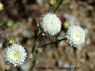 wildflower, Fremont's Pin Cushion