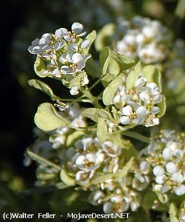 Desert Alyssum, Bush Peppergrass - Lepedium fremontii