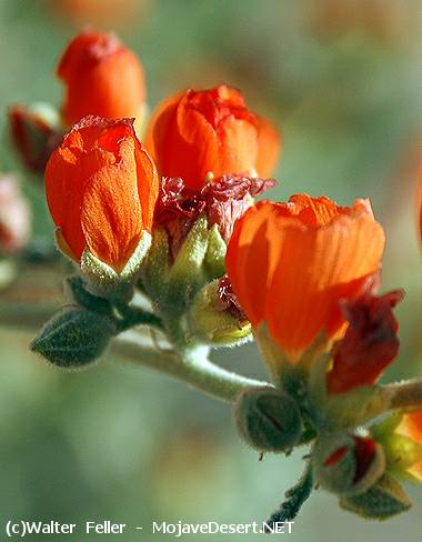 Apricot Mallow - Sphaeraicea ambigua