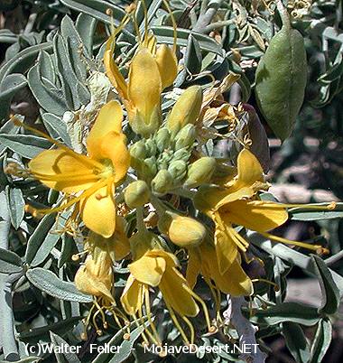 Bladderpod - Isomeris arborea