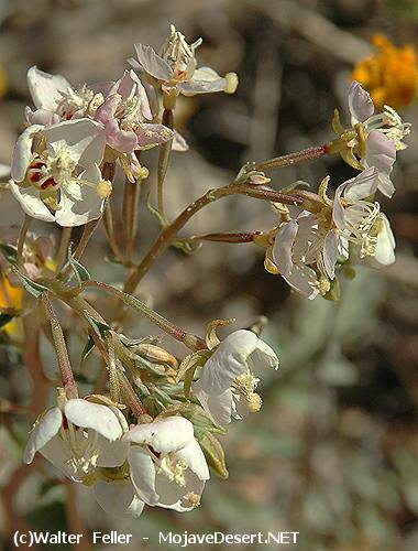 Brown-eyed Primrose - Camissonia claviformis