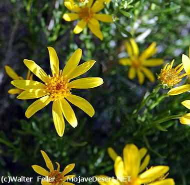 Shrubby Butterweed - Senecio flaccidus var. monoensis