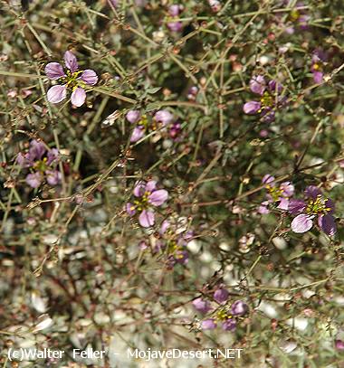 California Fagonia - Fagonia laevis