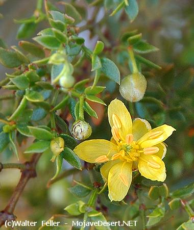 Creosote - Larrea tridentata