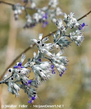 Desert Lavender, Hyptis emoryi