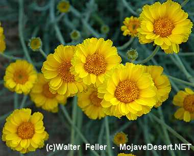 Desert Marigold - Baileya multiradiata