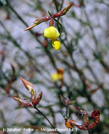 Desert Rock-pea - Lotus rigidus
