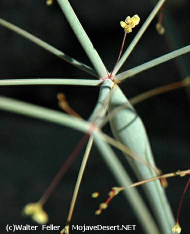 Desert Trumpet - Eriogonum inflatum