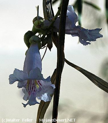 Desert Willow - Chilopsis linearis