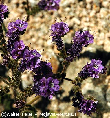 Fremont Phacelia - Phacelia fremontii