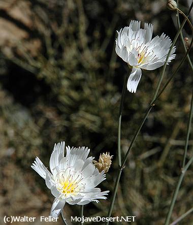 Gravel Ghost, Parachute Plant - Atrichoseris platyphylla