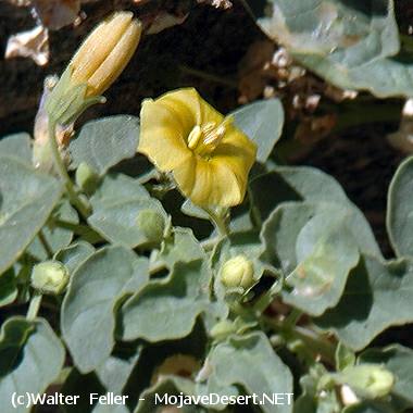 Thick-leaved Ground Cherry - Physalis Crassifolia