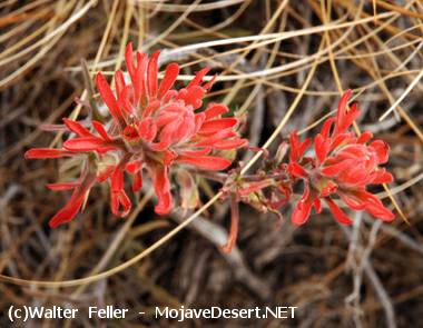 wildflower, Desert Indian paintbrush