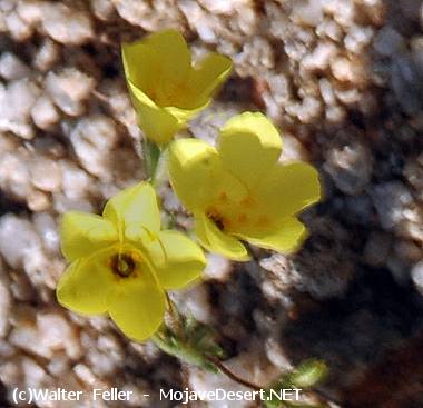 golden gilia, linanthus aureus