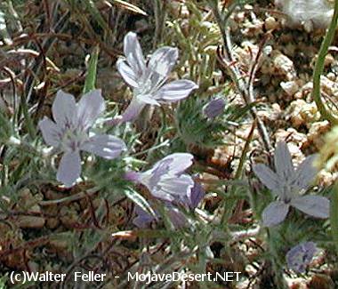 Schott Gilia, Little Sunbonnets - Loeseliastrum schotti