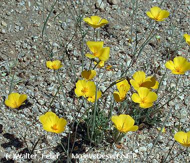 Mojave Poppy - Eschscholtzia glyptosperma