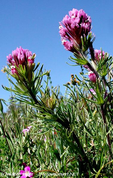 wildflower, owl's clover