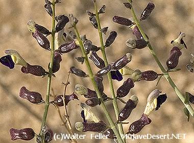 Paperbag Bush - Salazaria mexicana