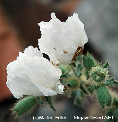 Prickly Poppy, Argemone corymbosa