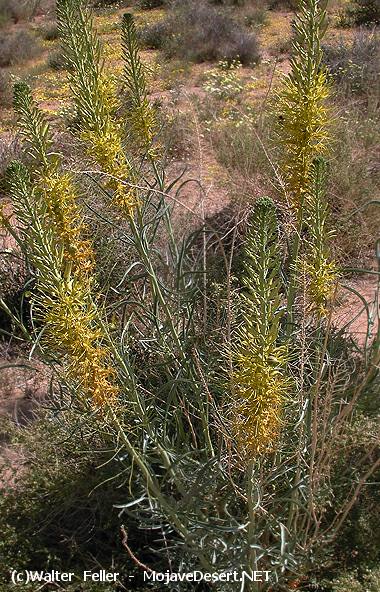 Prince's Plume - Stanleya pinnata