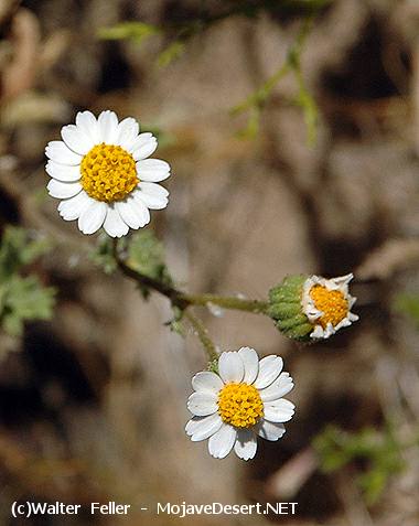 Rock-Daisy - Perityle emoryi