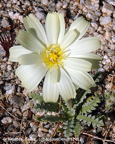 Scalebud, Yellow tackstem - anisocoma acaulis