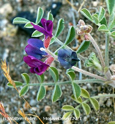 Desert Lupine - Lupinus Shockleyi