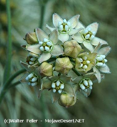 Trailing Townula - Sarcostemma hirtellum