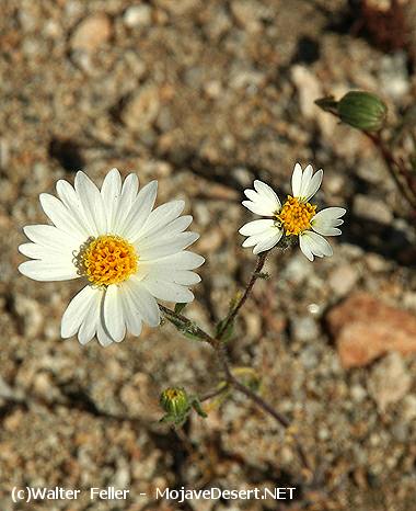 White layia - Tidy Tips