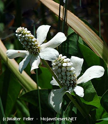 Yerba Mansa - Anemopsis californica