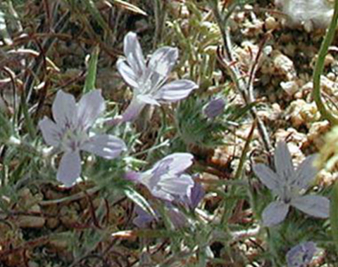 Schott Gilia, Little Sunbonnets - Loeseliastrum schotti