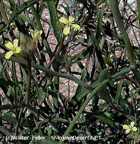 Western Wallflower - Erysimum capitatum