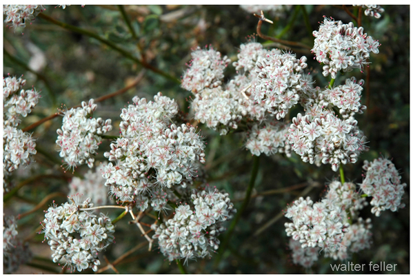 California Buckwheat - Eriogonum fasciculatum var. polifolium