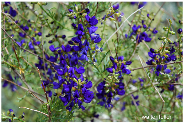 Desert wildflowers, Indigo