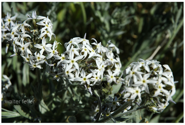 Desert plants - woolly amsonia