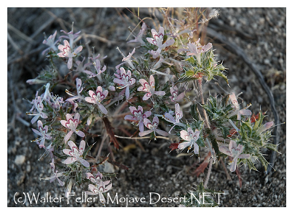 Desert Calico Loeseliastrum matthewsii