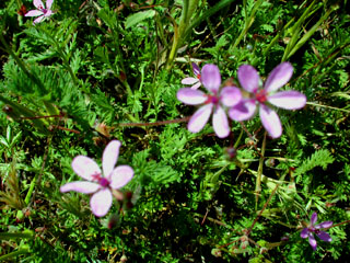 wildflower, Red Stem Filaree